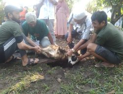 Warga Bojong Menteng Rayakan Idul Adha 1445 H: Sembelih Sapi dan Kambing 
