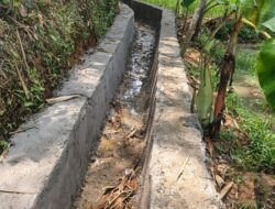 Kelompok P3A Cikaniki Muara Warga, Manfaatkan P3 TGAI Untuk Produktivitas Pertanian Masyarakat