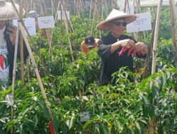 Panen Raya Cabai di Kalong Liud, Antam Tbk dan Pemdes Dorong Ketahanan Pangan Desa