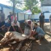 Momen Idul Adha PWI Kabupaten Bogor Potong Hewan Kurban 1 Ekor Sapi dan 9 Ekor Kambing