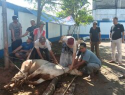 Momen Idul Adha PWI Kabupaten Bogor Potong Hewan Kurban 1 Ekor Sapi dan 9 Ekor Kambing