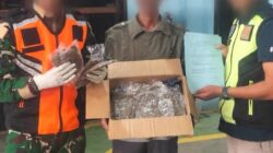 Satgas Pamtas Gagalkan Penyelundupan 725 Gram Ganja di Bandara Sentani Jayapura